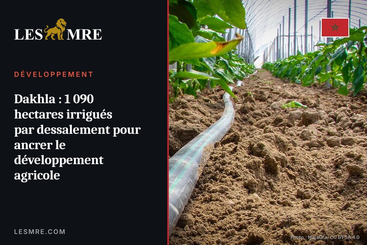 Dakhla : 1 090 hectares irrigués par dessalement pour ancrer le développement agricole